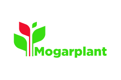Mogarplant